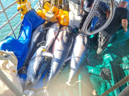 اصطياد عدد من اسماك التونة العملاقة من بحر مدينة يافا